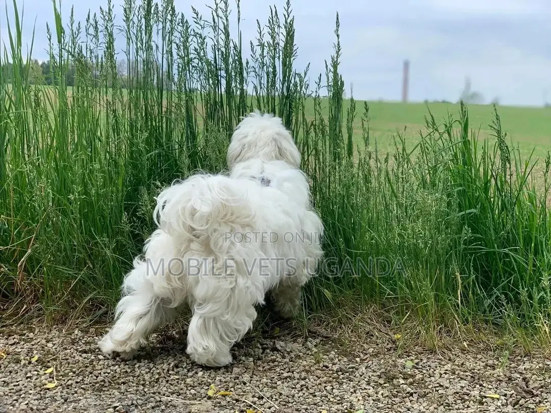 3-6 months Female Purebred Maltese
