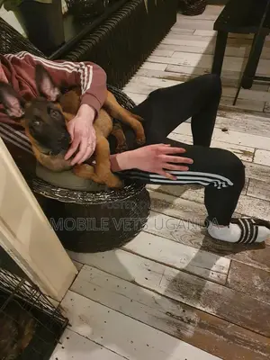 3-6 months Female Purebred Belgian Malinois