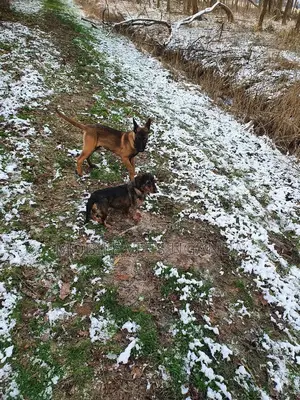 1-3 months Male Purebred Belgian Malinois