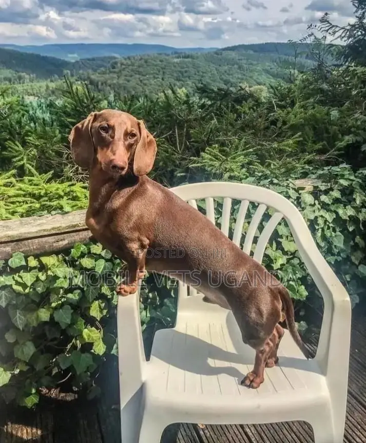 6-12 months Male Purebred Dachshund