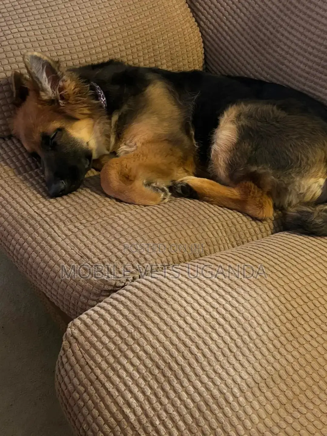 6-12 months Male Purebred German Shepherd