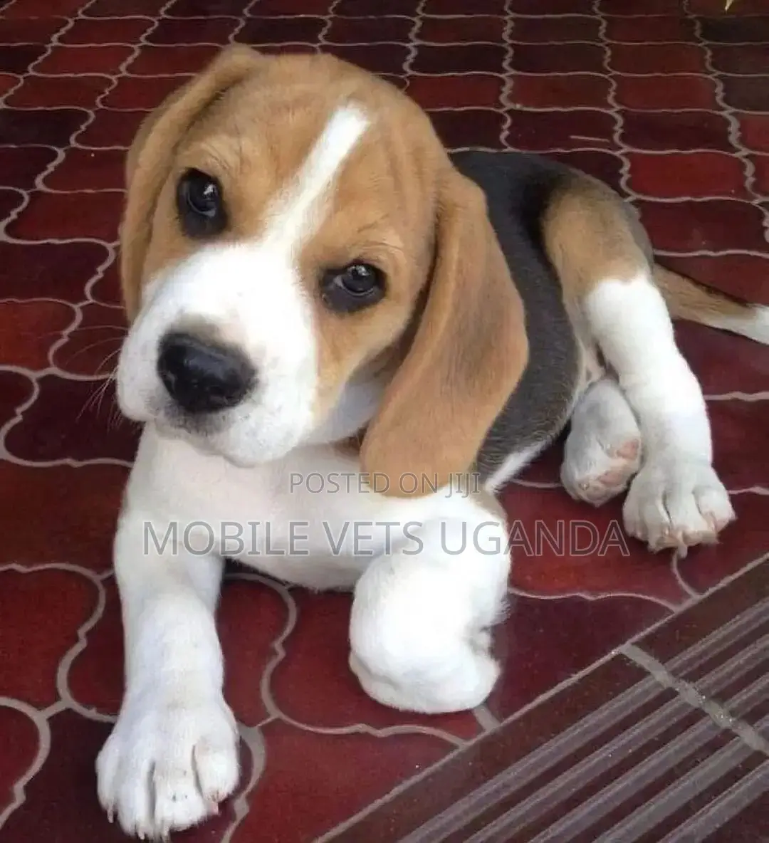 1-3 months Male Purebred Beagle