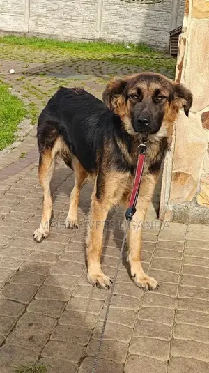 1-3 months Female Purebred German Shepherd
