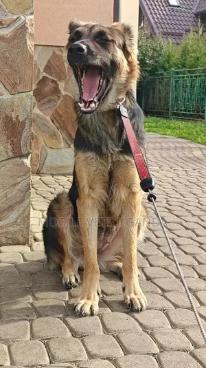 1-3 months Female Purebred German Shepherd