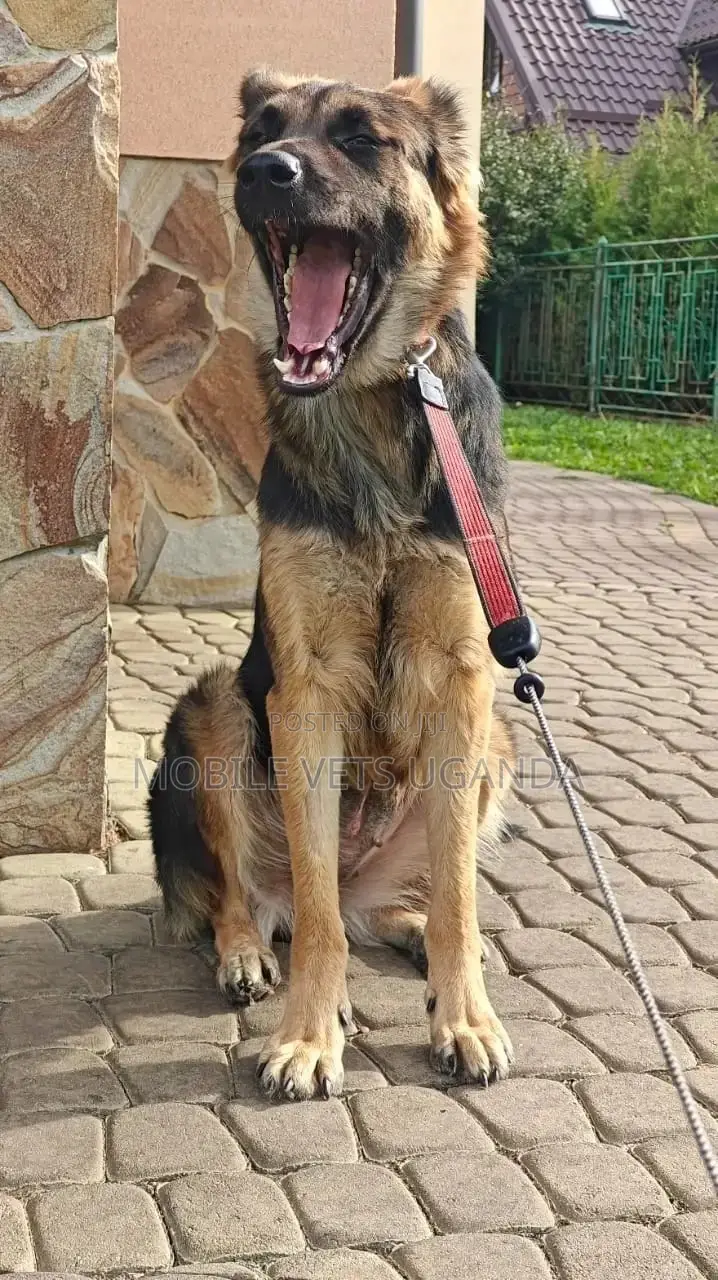 1-3 months Female Purebred German Shepherd