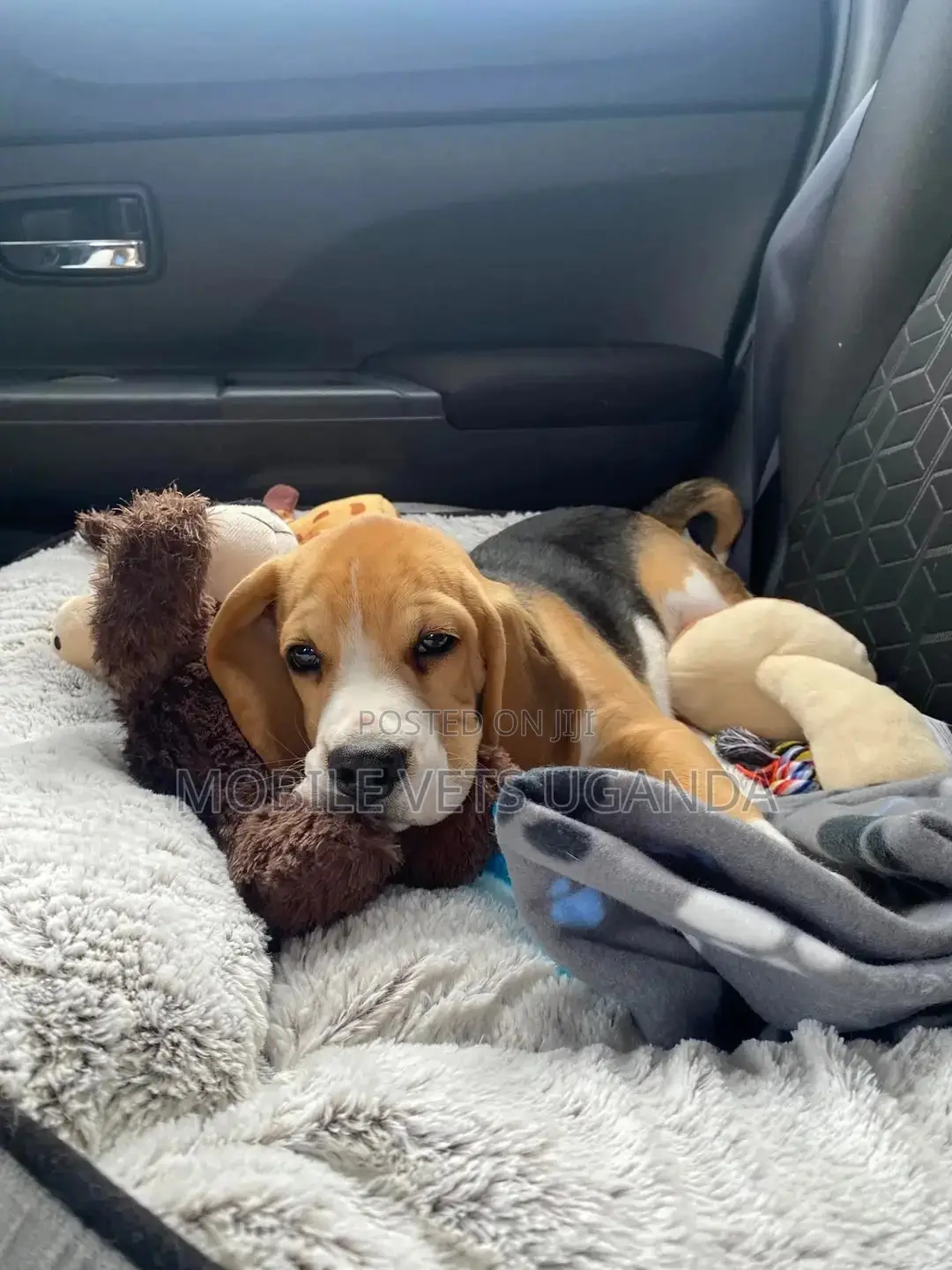 1-3 months Female Purebred Beagle