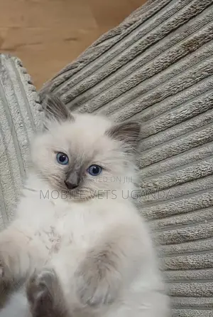 1-3 months Male Purebred Tabby