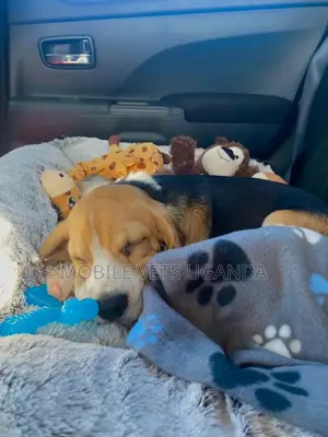 3-6 months Female Purebred Beagle