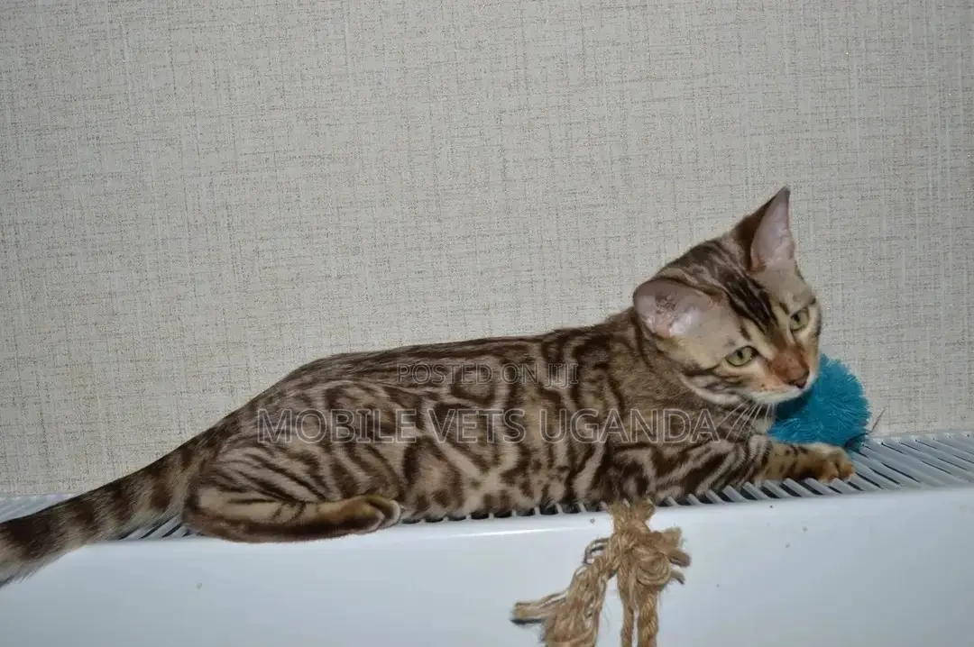 3-6 months Female Purebred American Bobtail