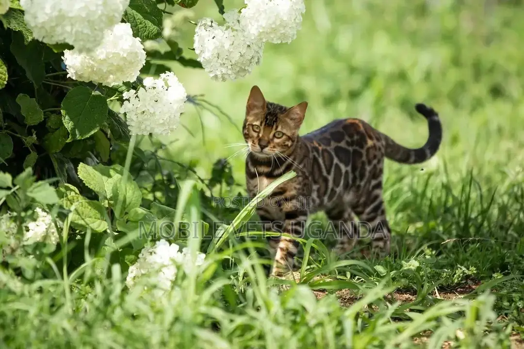 3-6 months Male Purebred Bengal