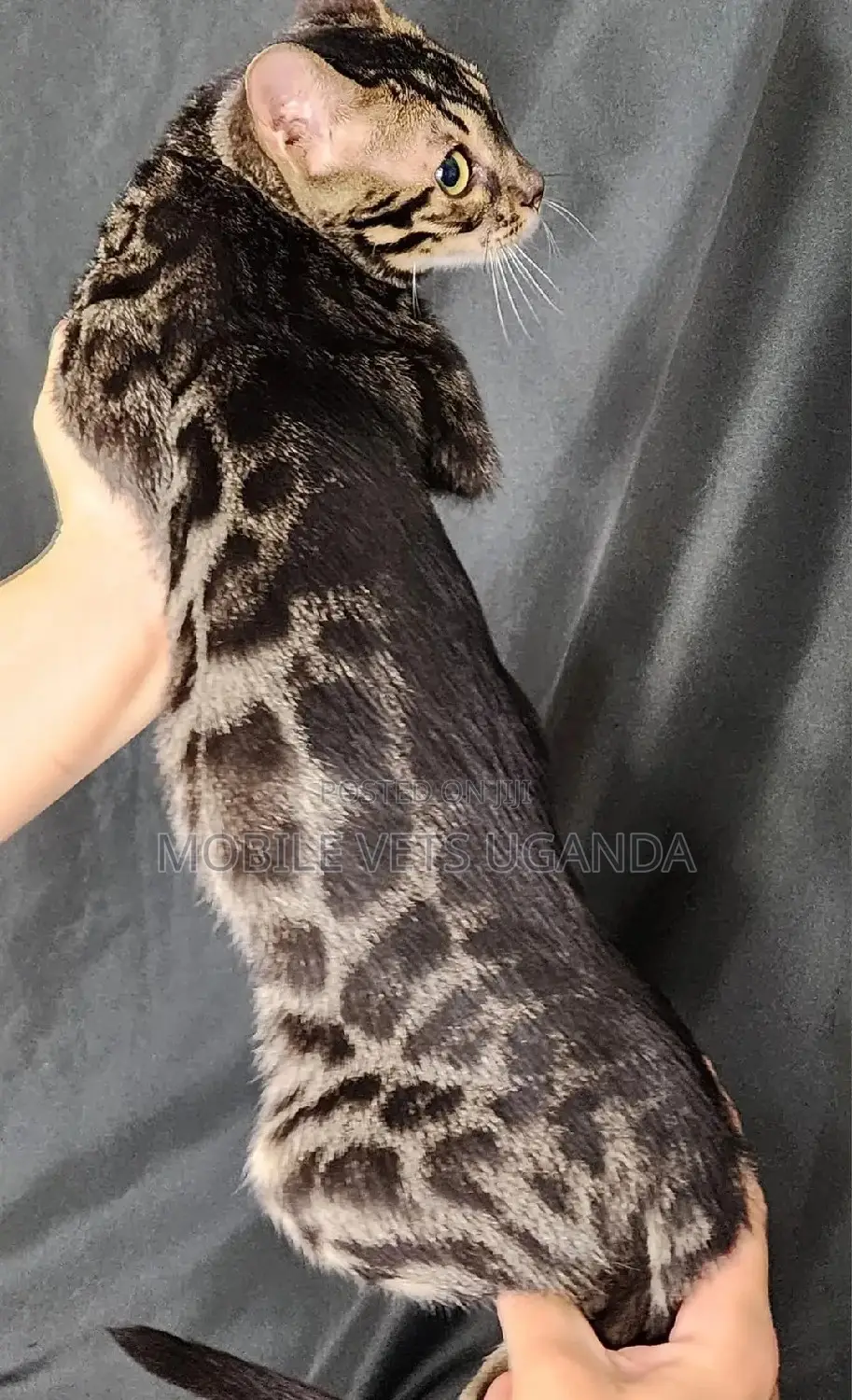 3-6 months Male Purebred American Curl