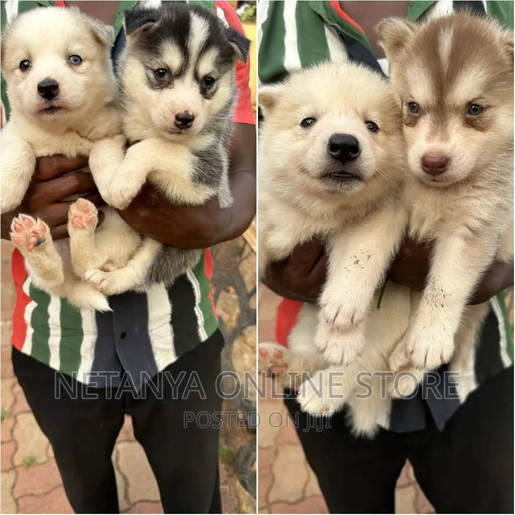 1-3 months Female Purebred Siberian Husky