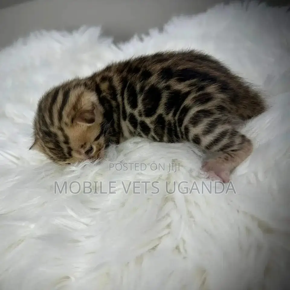 0-1 month Male Purebred Exotic