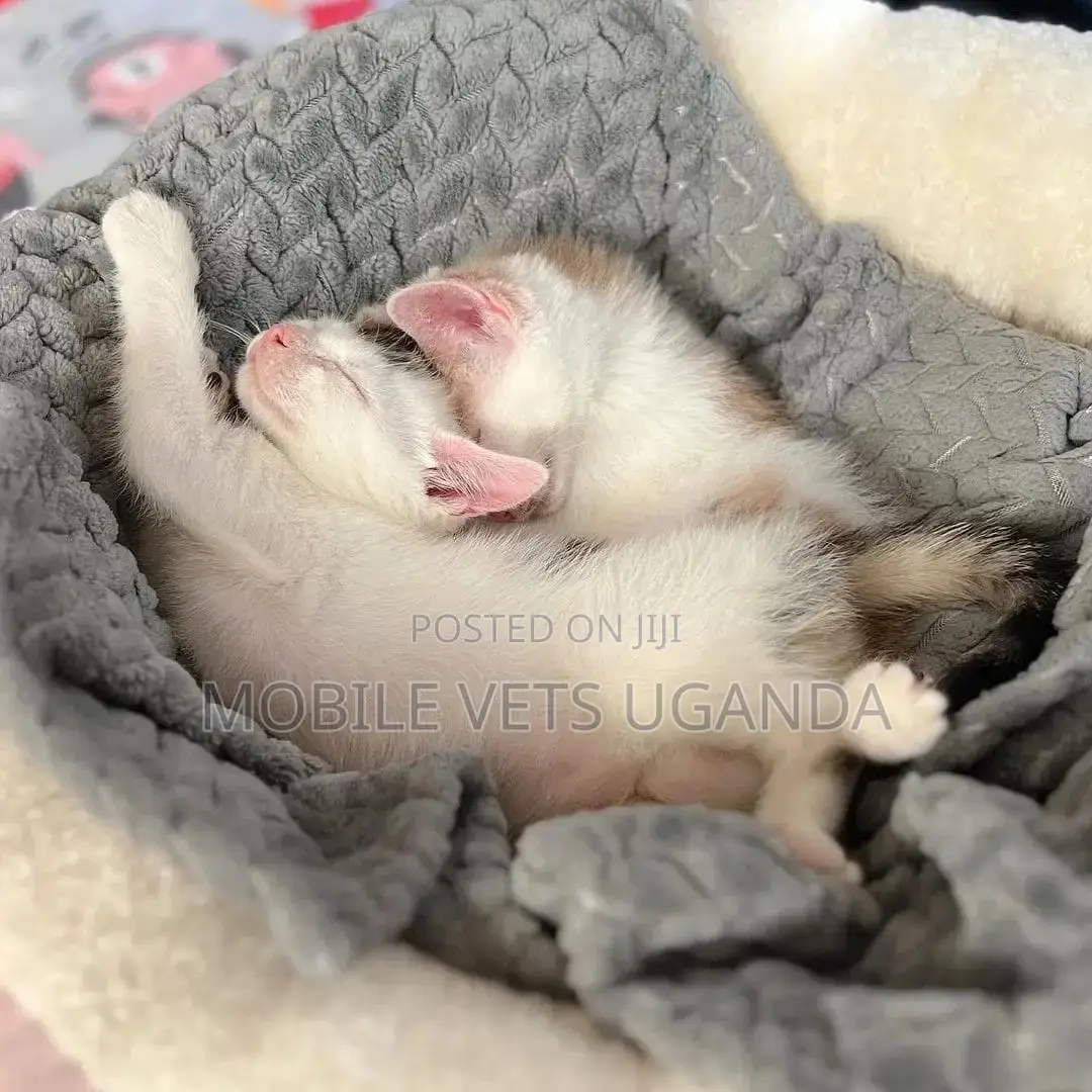 1-3 months Female Purebred Burmese