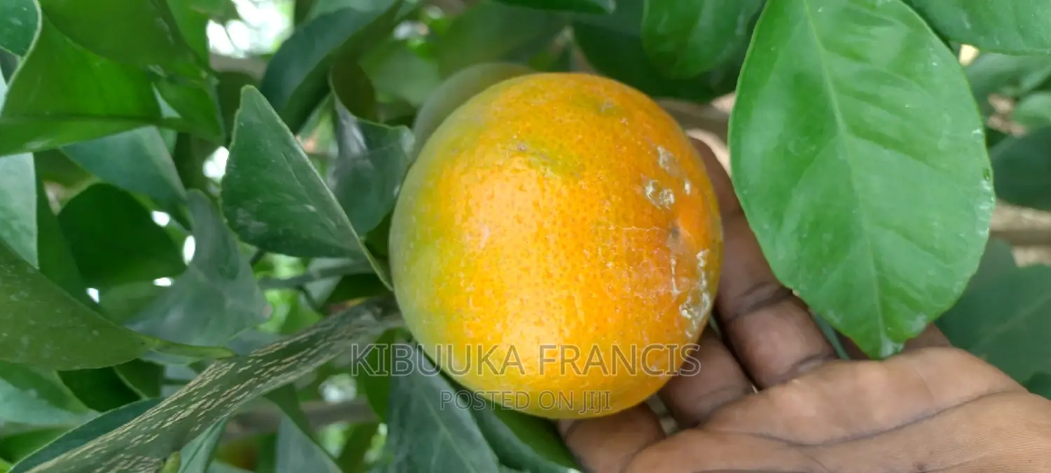 South African Pixie Orange Seedlings for Sale