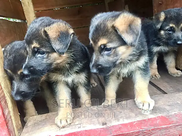 Shepherd Price In Buy Purebred German Shepherd Puppies German