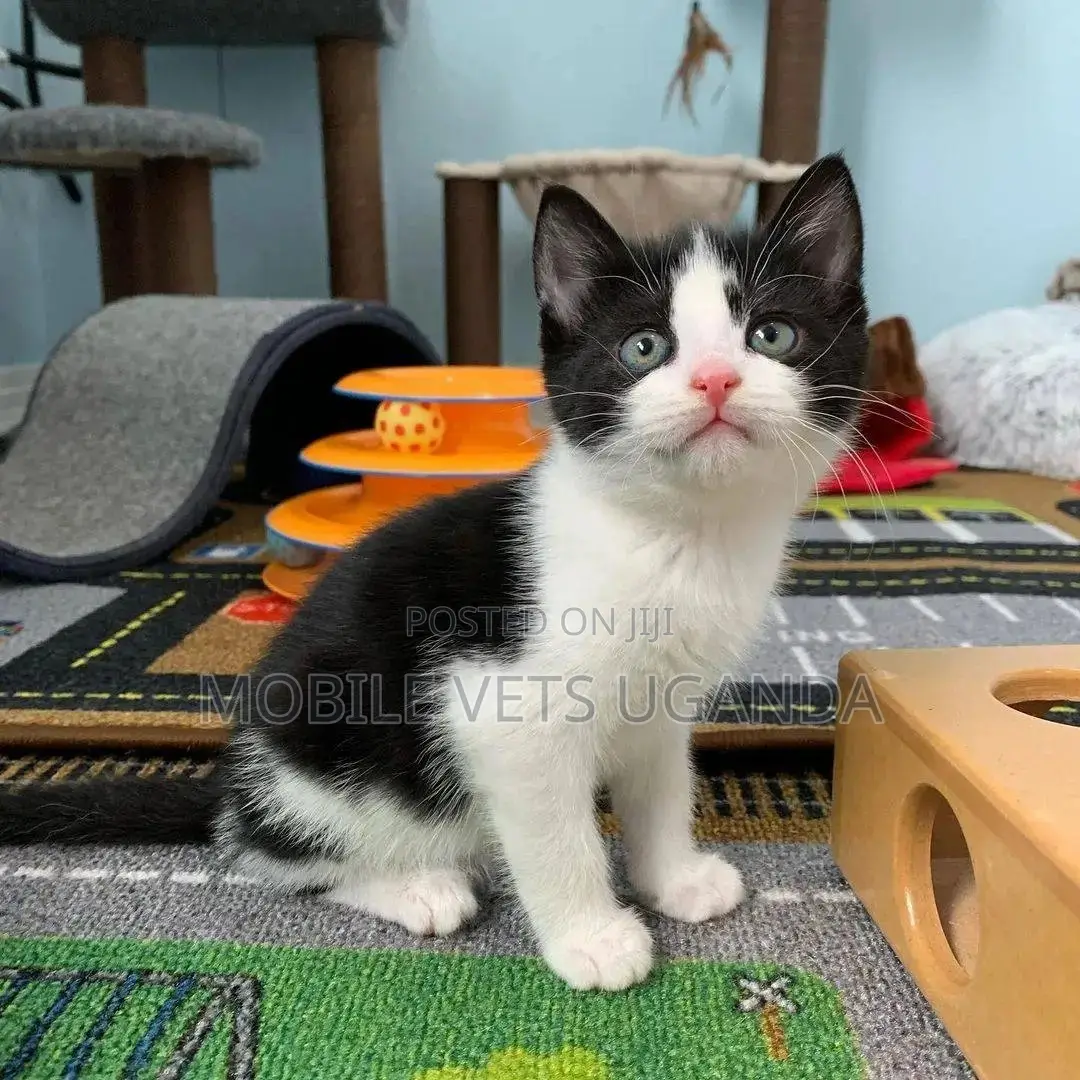 1-3 months Male Purebred Ragdoll