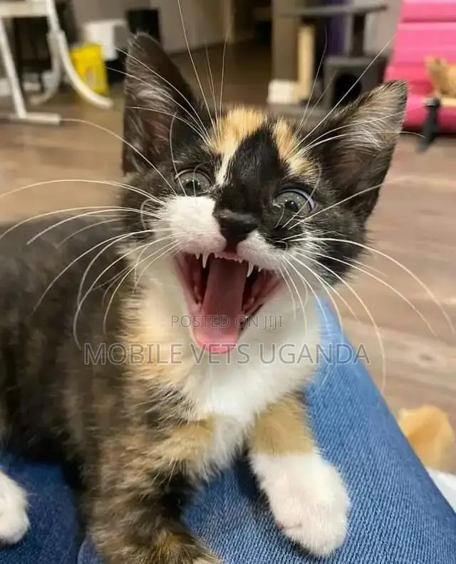 1-3 months Male Purebred Ragdoll