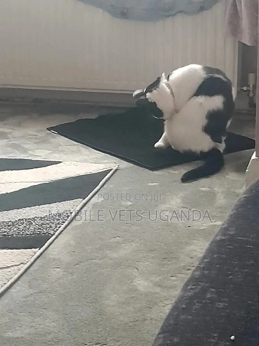 3-6 months Female Purebred Ragdoll