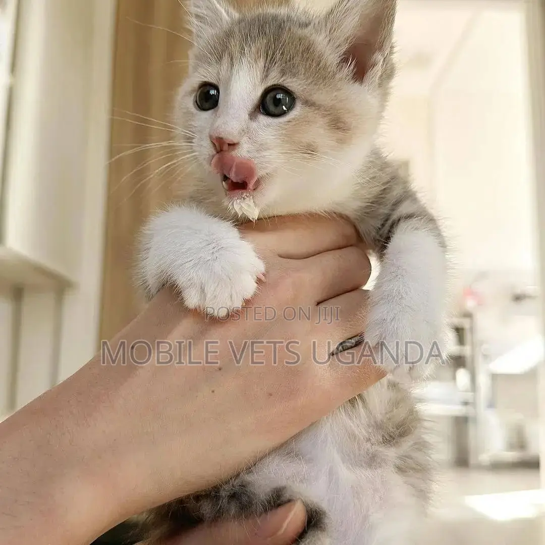 1-3 months Female Purebred Manx
