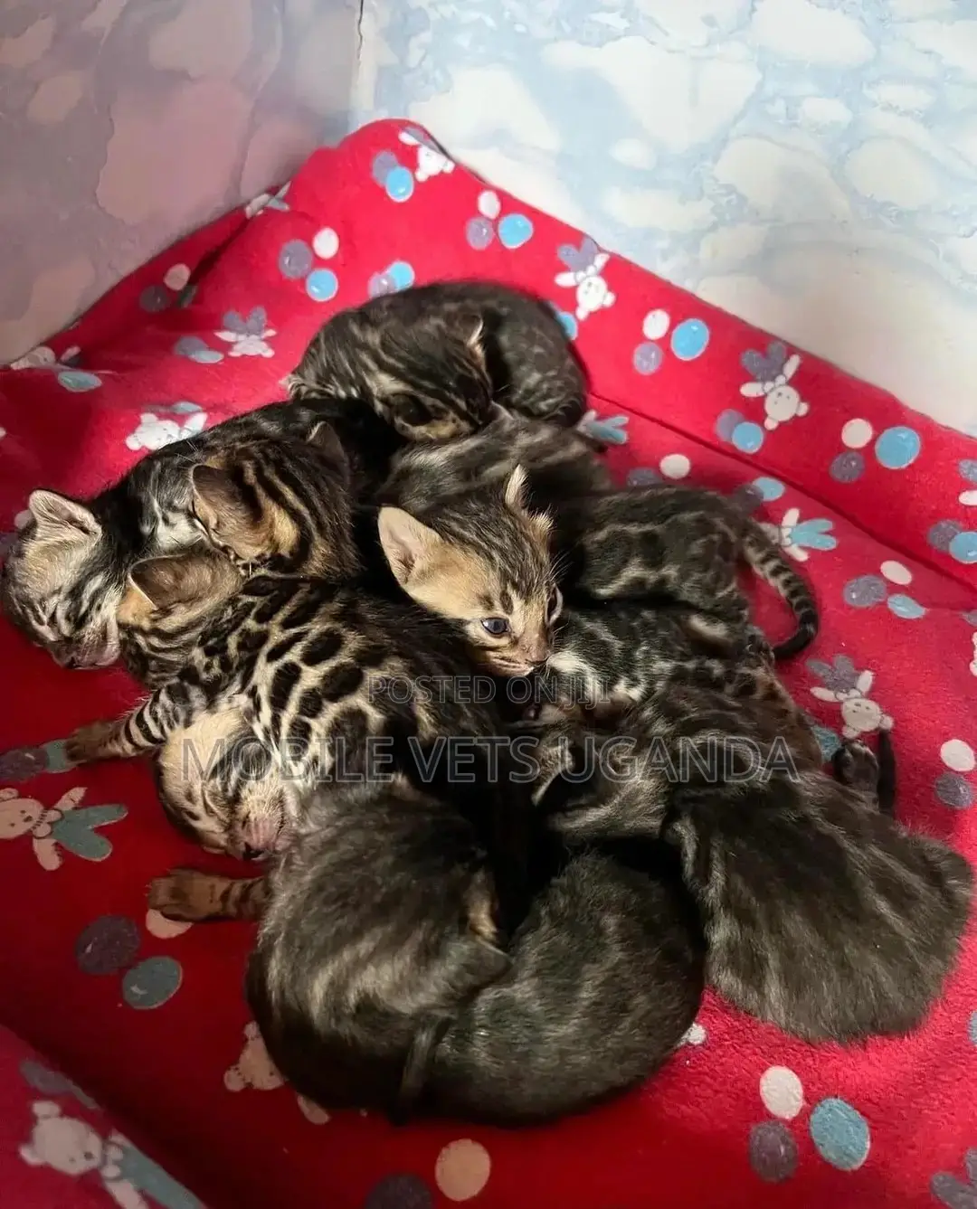 1-3 months Male Purebred Tabby