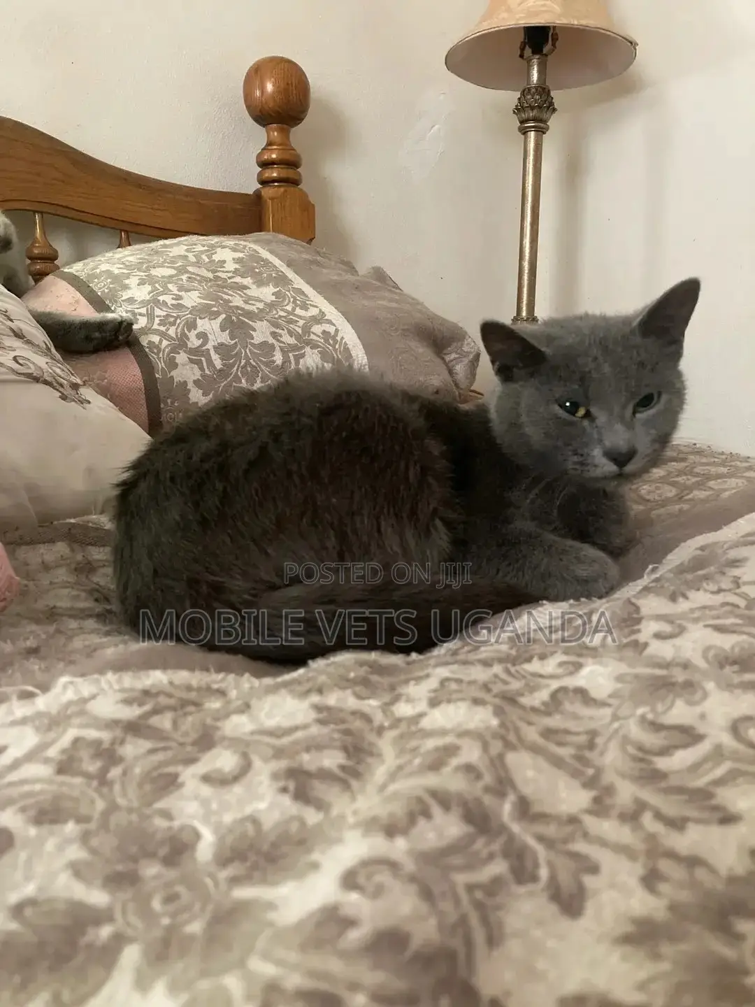 3-6 months Male Purebred Birman