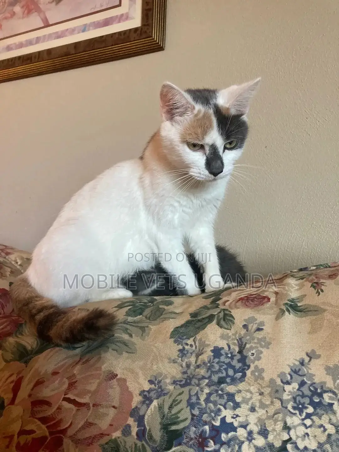 3-6 months Male Purebred Bombay