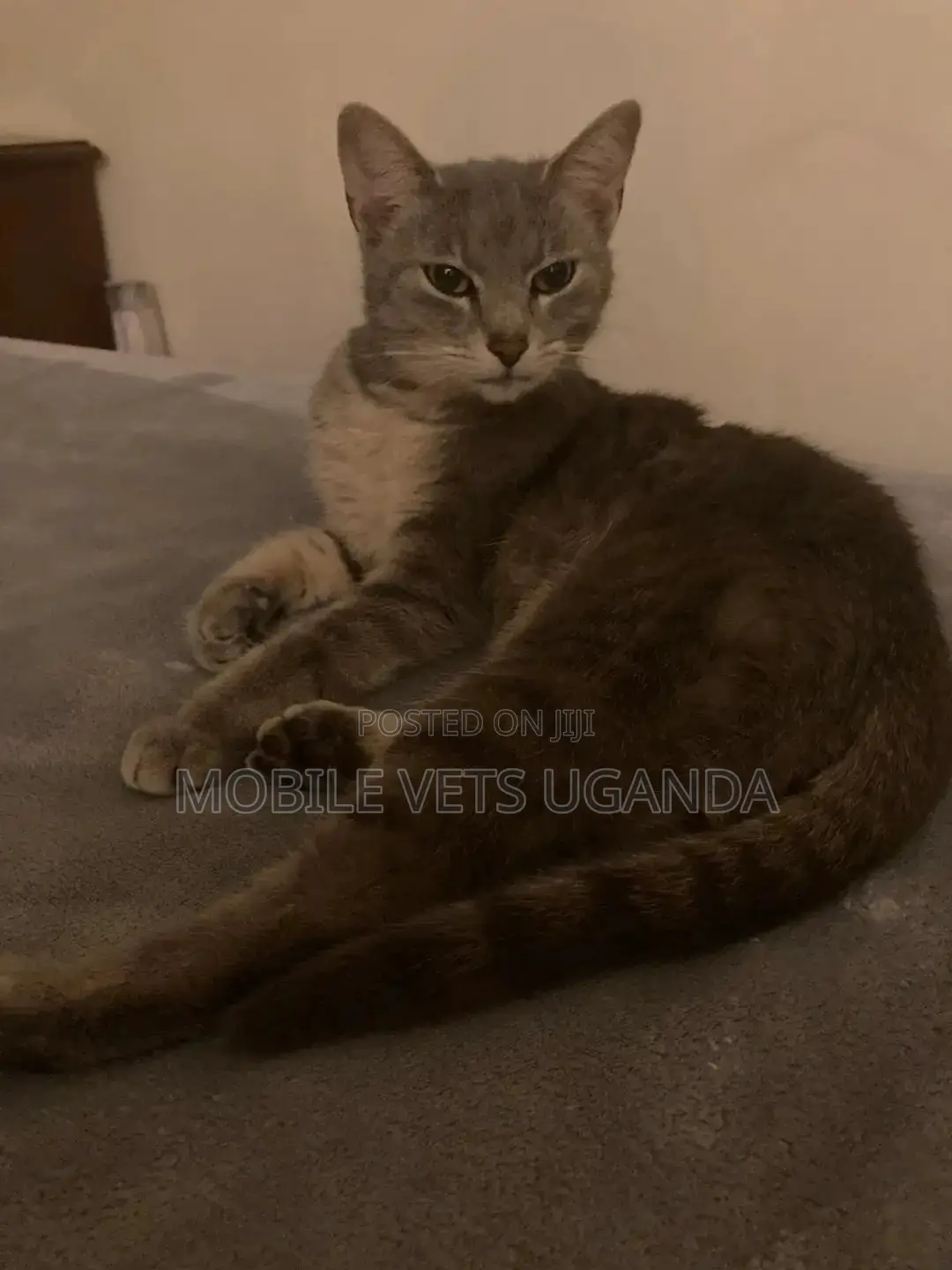 6-12 months Female Purebred American Bobtail