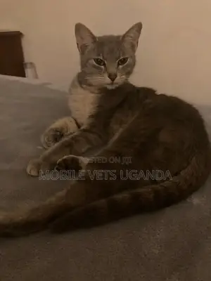 6-12 months Female Purebred American Bobtail