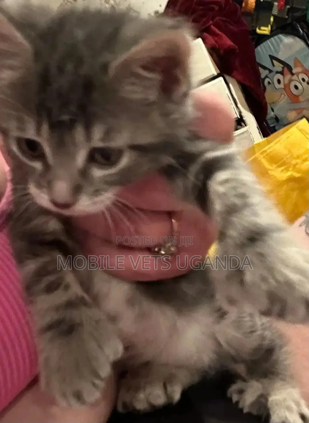 0-1 month Male Purebred Burmese