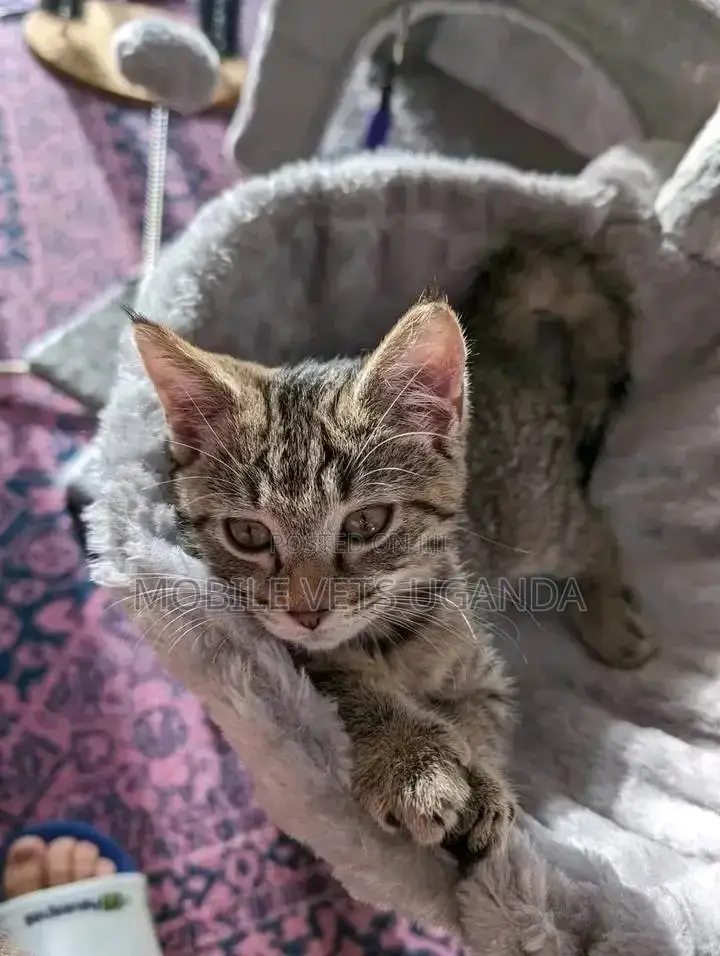 3-6 months Female Purebred American Curl