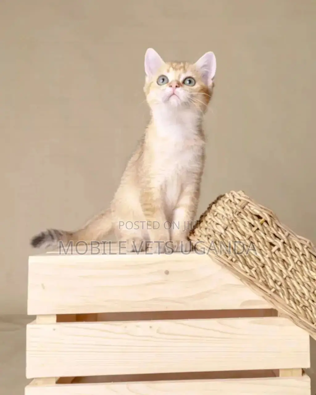 1-3 months Female Purebred Snowshoe