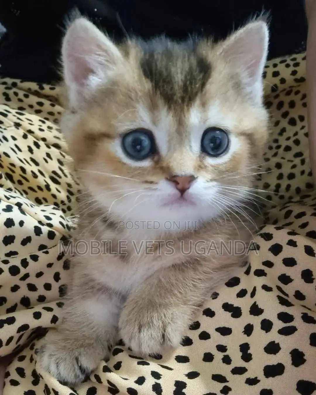 1-3 months Female Purebred Ragdoll