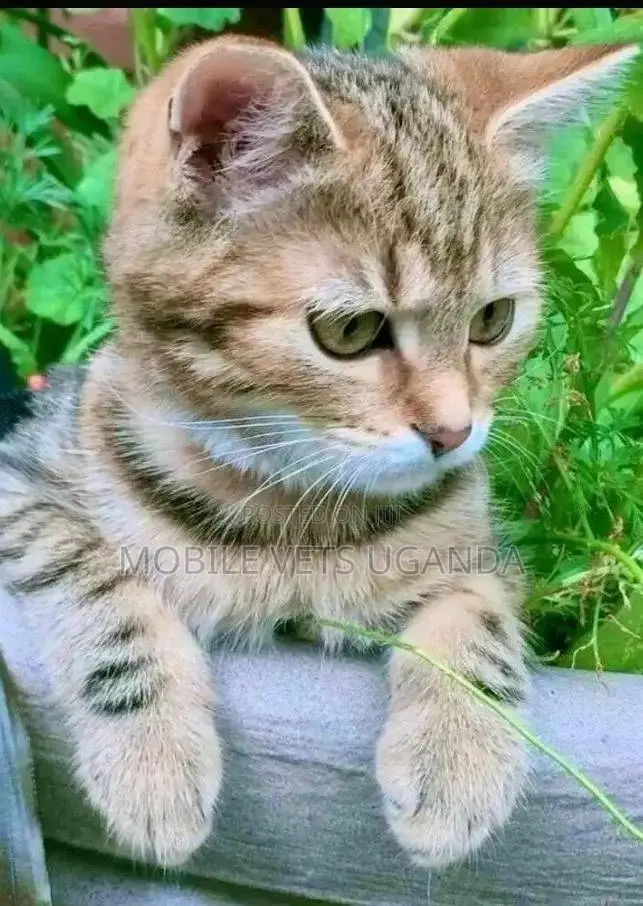 3-6 months Female Purebred British Shorthair