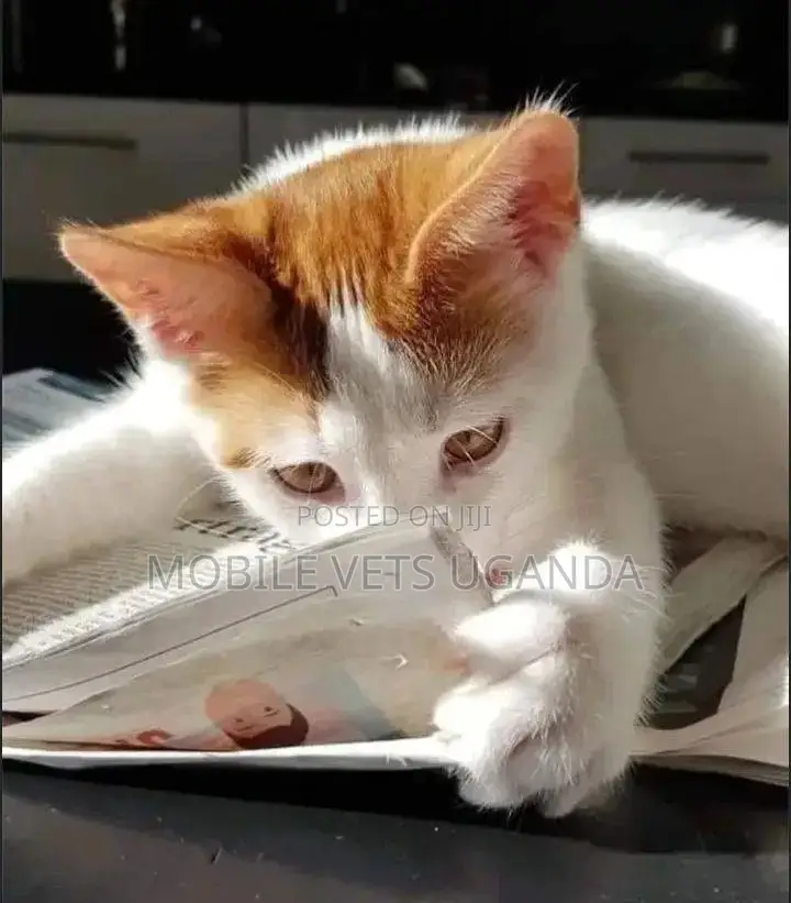 3-6 months Male Purebred British Shorthair