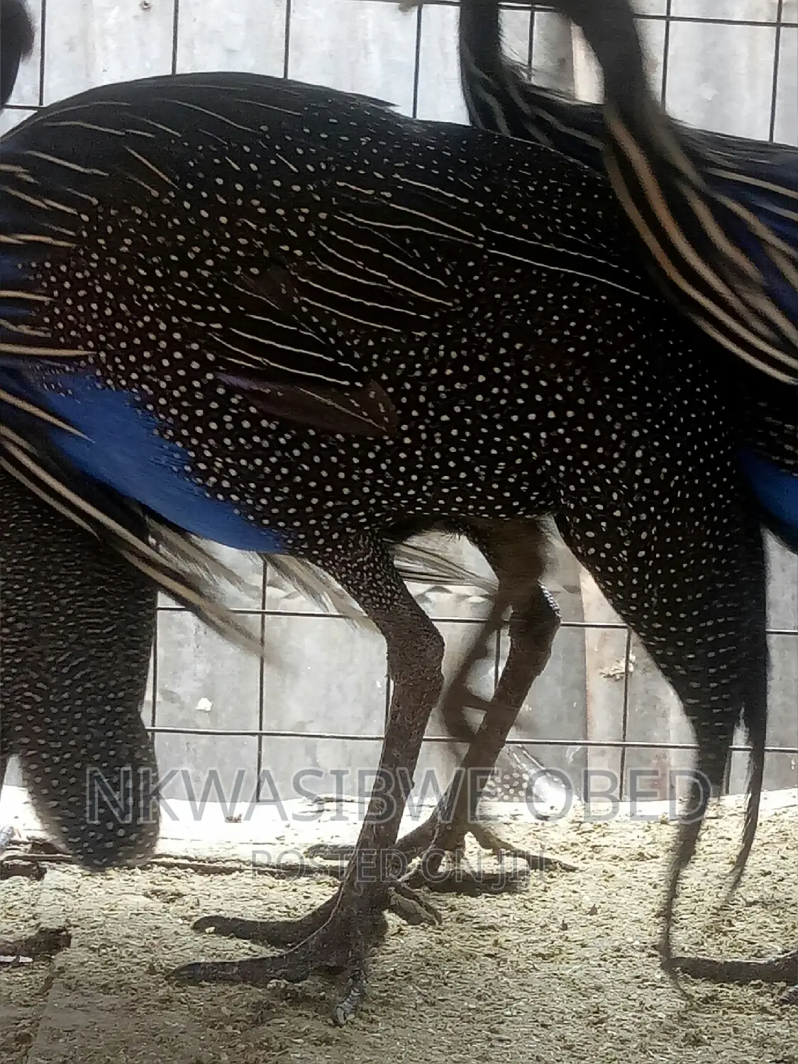 Vulturine Guinea Fowl