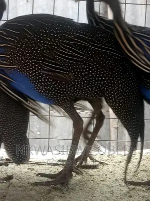 Vulturine Guinea Fowl