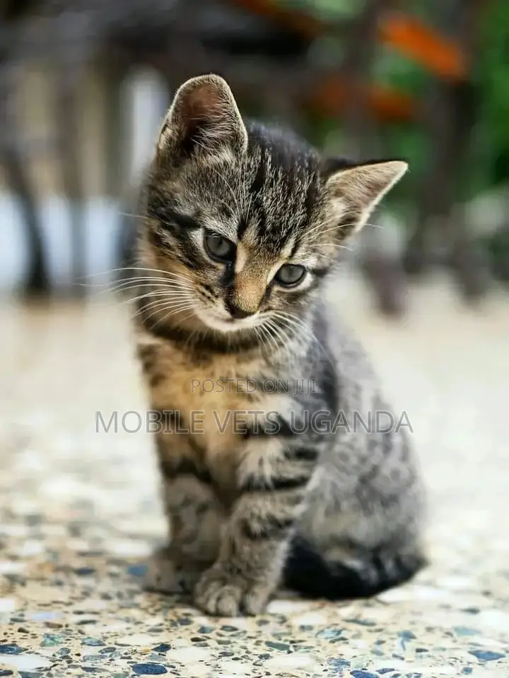 3-6 months Female Purebred American Curl