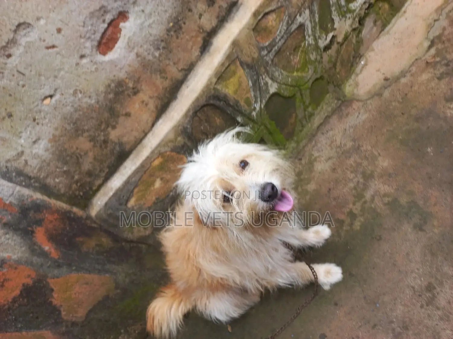 6-12 months Male Purebred Maltese