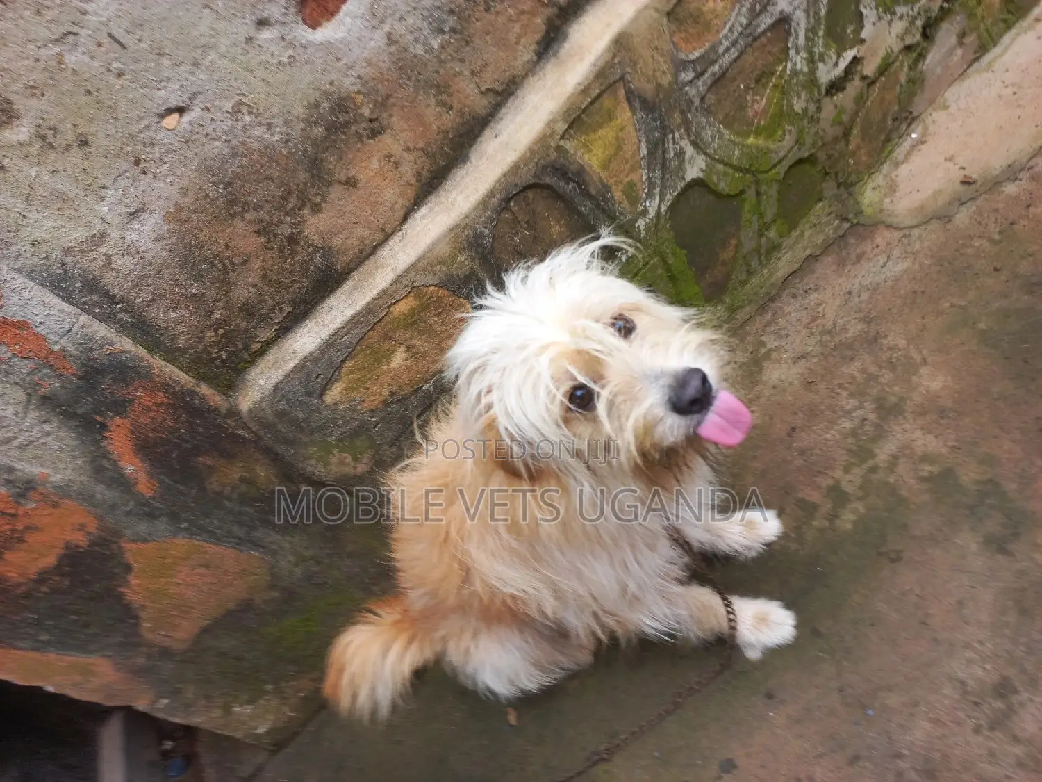 1+ year Male Purebred Maltese