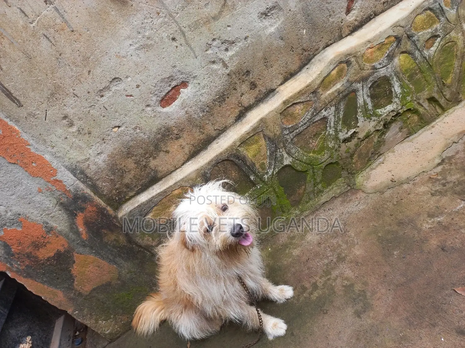 6-12 months Male Purebred Maltese
