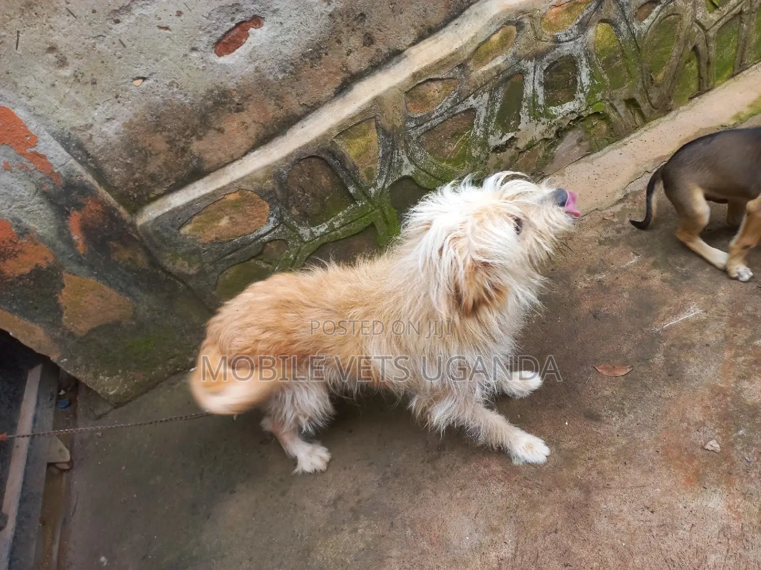 6-12 months Male Purebred Maltese