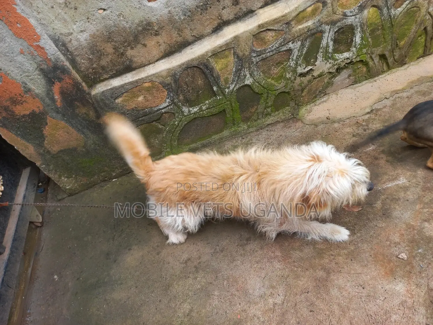 6-12 months Female Purebred Maltese