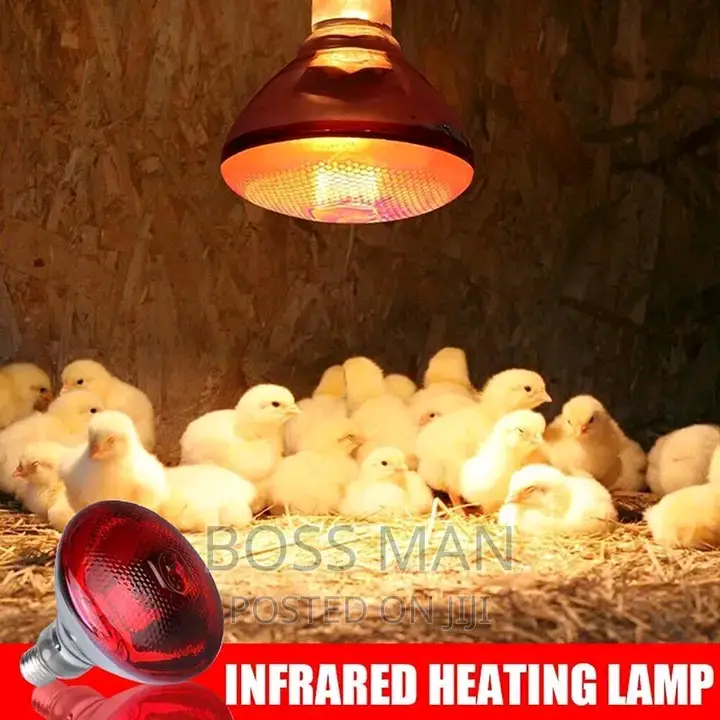 Brooder Bulbs