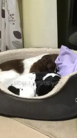 3-6 months Female Purebred Welsh Springer Spaniel