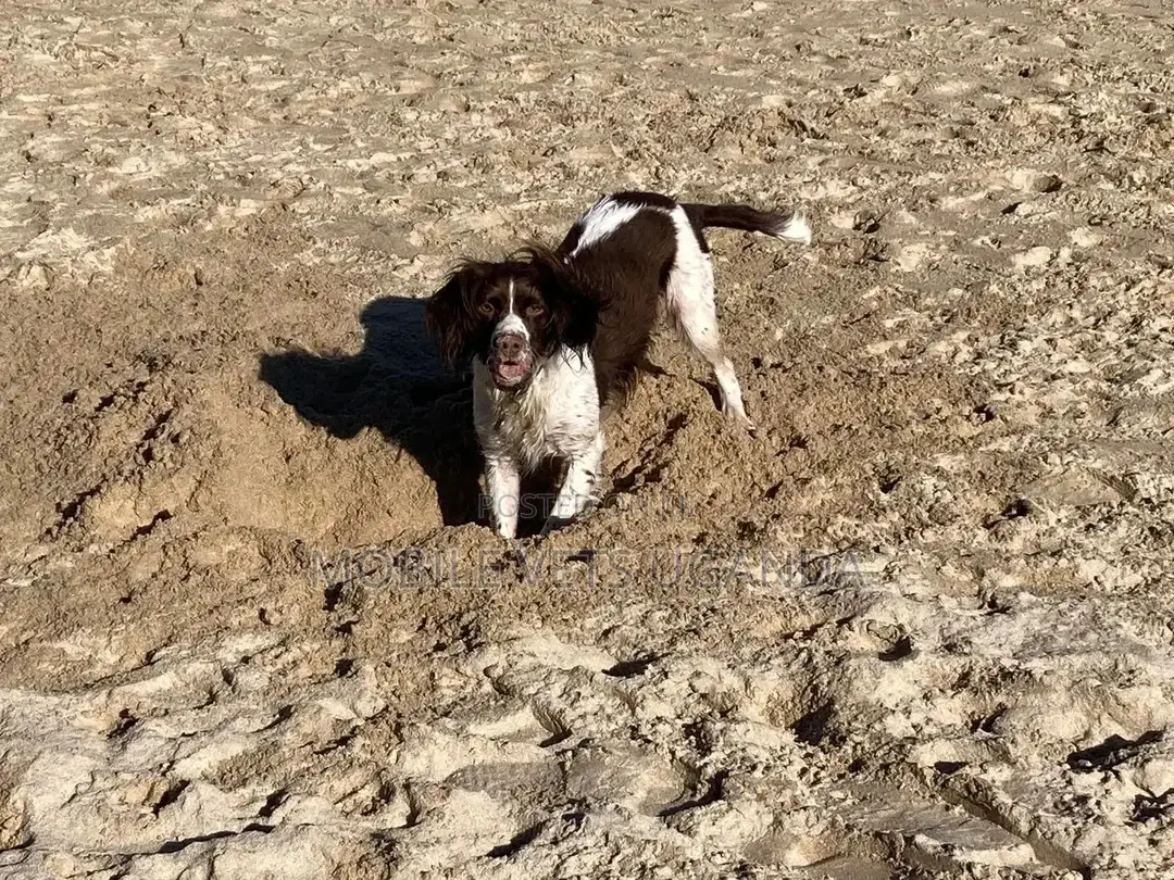 3-6 months Male Purebred English Springer Spaniel