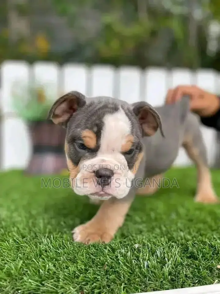 1-3 months Male Purebred Bulldog