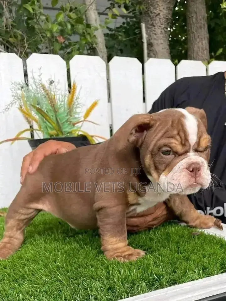 1-3 months Female Purebred Bulldog