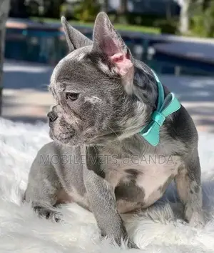 1-3 months Female Purebred American Bulldog