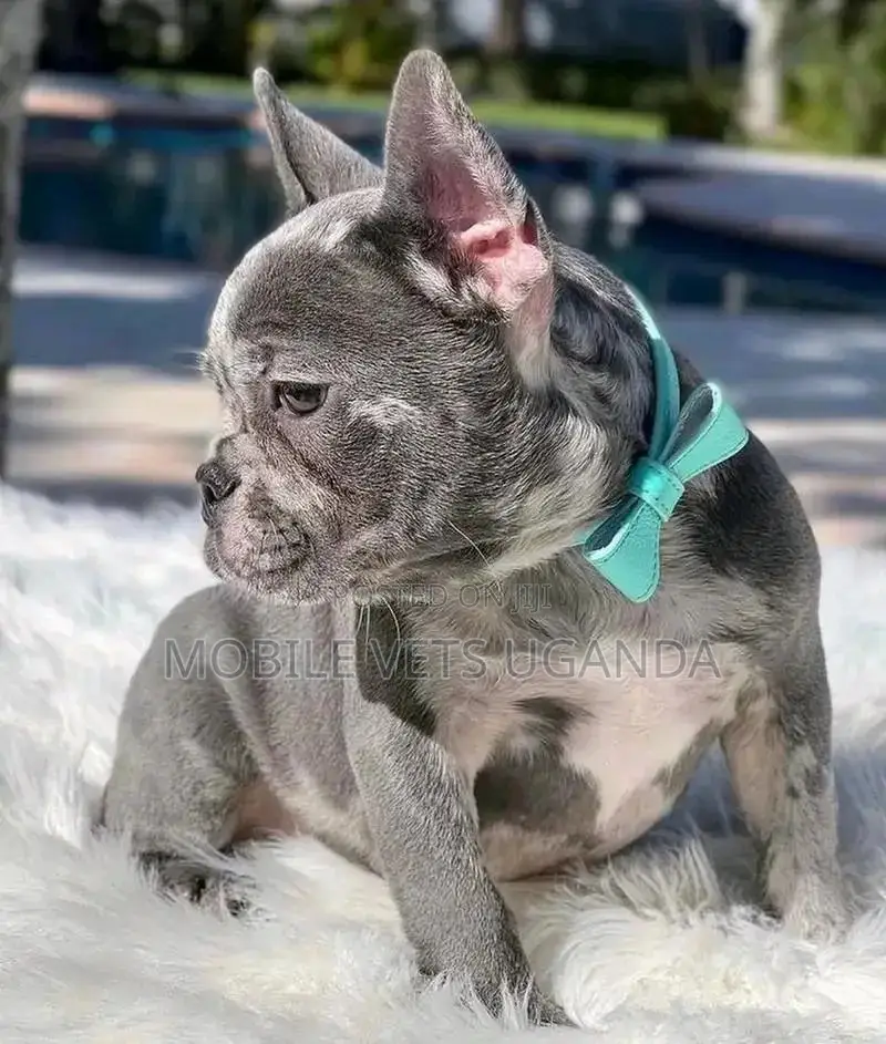 1-3 months Female Purebred American Bulldog